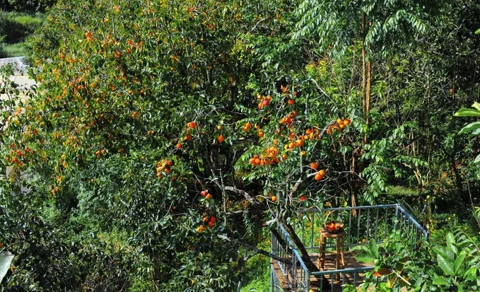 Những cây hồng trĩu quả trên lối đi vào homestay