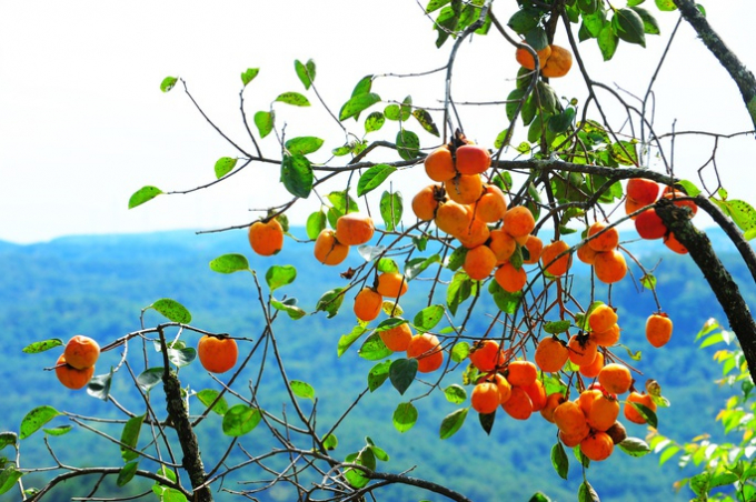 Những chùm trái hồng chín mọng