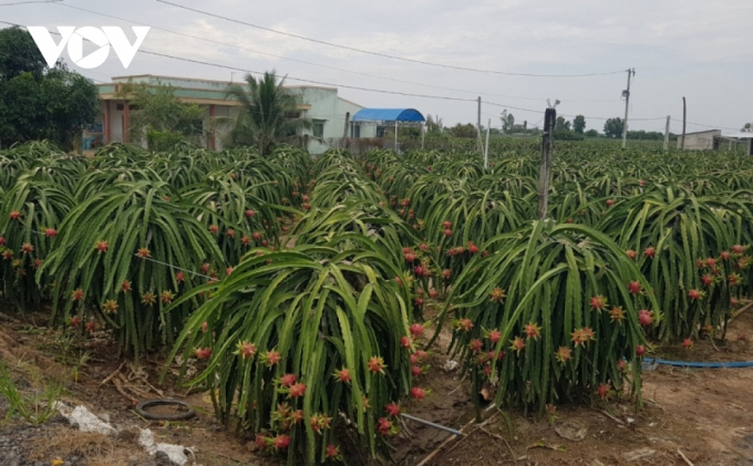 Nhà vườn tỉnh Tiền Giang cần đảm bảo vấn đề an toàn vệ sinh thực phẩm cho trái thanh long
