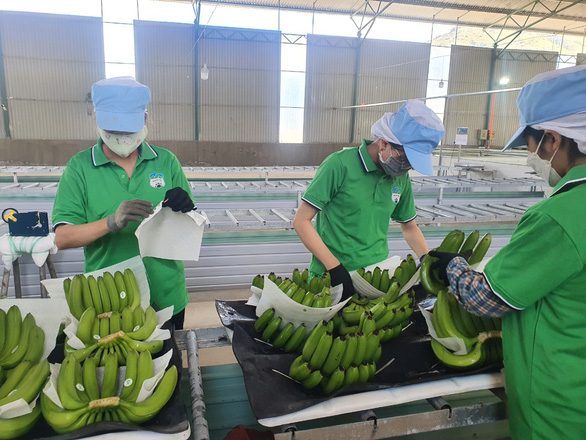 Xuất khẩu chuối Việt Nam sang Trung Quốc tăng mạnh - Ảnh: TTO