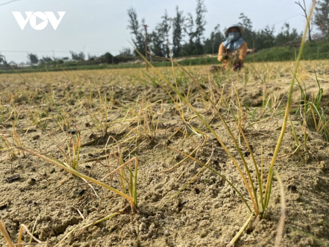 Cây hành vàng lá, chết khô lá sau khi phun thuốc bảo vệ thực vật.