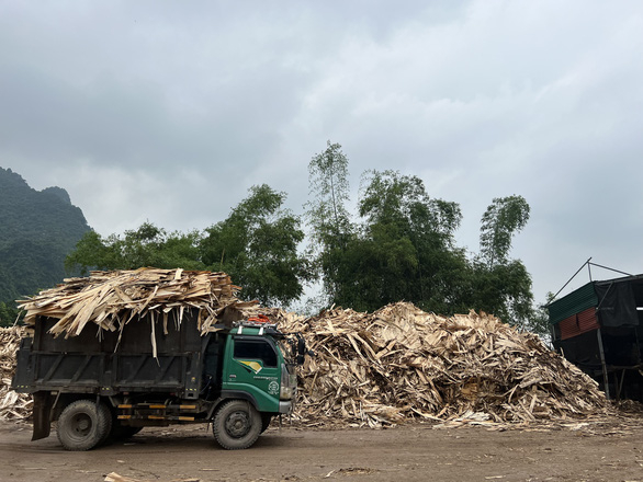 Doanh nghiệp sử dụng gỗ rừng trồng chưa được hoàn thuế VAT khoảng 1.000 tỉ đồng - Ảnh: A.TÙNG