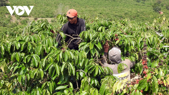 Lao động thu hoạch cà phê cho gia đình anh Tuấn.