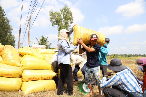 Giá lúa tại các tỉnh Đồng bằng sông Cửu Long tiếp tục tăng trong những ngày đầu tháng 11 - Ảnh: CHÍ QUỐC