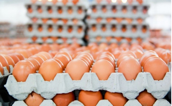 Hòa Phát bắt đầu cung cấp heo thịt, heo giống và trứng gà sạch ra thị trường từ năm 2018. Ảnh: Hòa Phát.