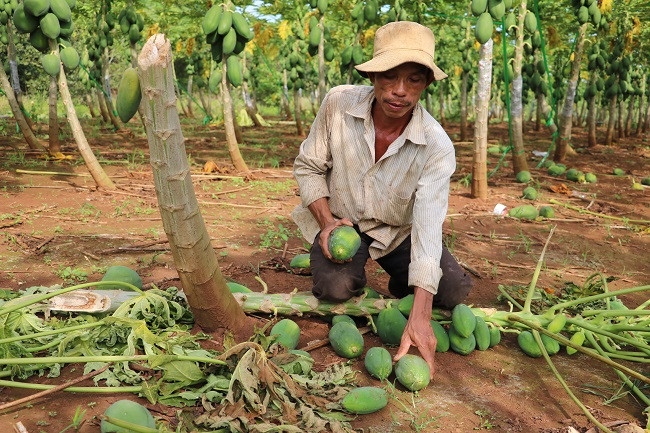 Ông Lợi nhặt từng trái đu đủ non để gom bán mong vớt vát lại chút chi phí. Ảnh: Quang Hưng