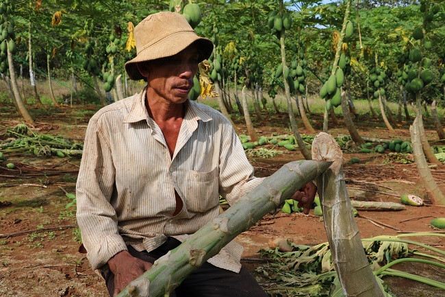 Vết chém in lại trên thân cây. Ảnh: Quang Hưng