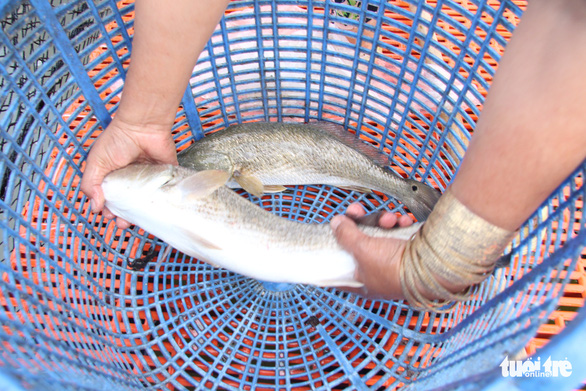 Cùng với cá bớp, cá mú, cá hồng mỹ đang là cá nuôi chủ lực của người dân ở Hòn Tre (huyện Kiên Hải, tỉnh Kiên Giang) - Ảnh:C.CÔNG