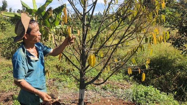 Cây sầu riêng bị vàng lá, khô cành do bị cưa, chặt gốc