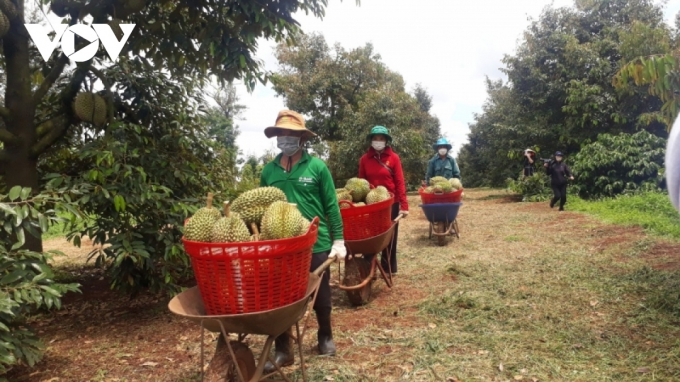 Bộ Nông nghiệp và Phát triển nông thôn cũng yêu cầu Cục Trồng trọt hướng dẫn các địa phương rà soát diện tích sầu riêng, chanh leo theo hướng hình thành vùng sản xuất hàng hóa tập trung. (Ảnh minh họa)