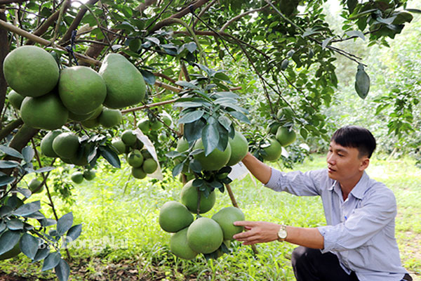 Thu hoạch bưởi tại xã Bình Lợi (H.Vĩnh Cửu). Ảnh: B.Nguyên