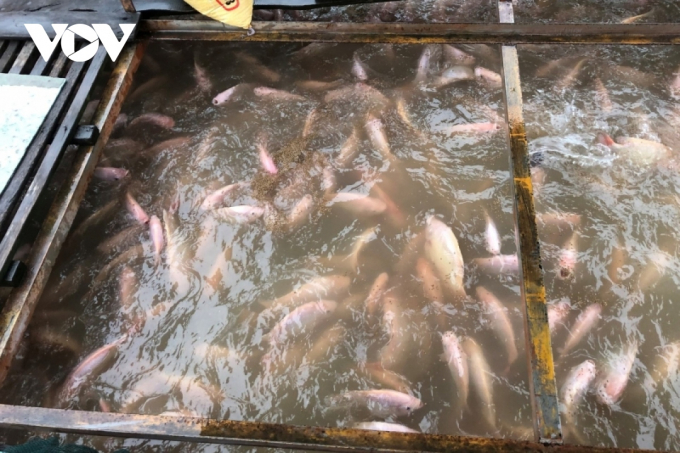 Mô hình nuôi cá lồng bè ở tỉnh Tiền Giang đang giảm dần do chi phí thức ăn quá cao