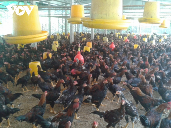 Đàn gà ở tỉnh Tiền Giang đang đứng trước cảnh giá sụt giảm mạnh