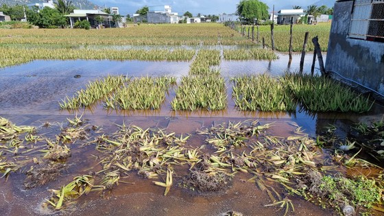 Hàng chục hécta cây nha đam ở phường Văn Hải (Ninh Thuận) bị ngập úng