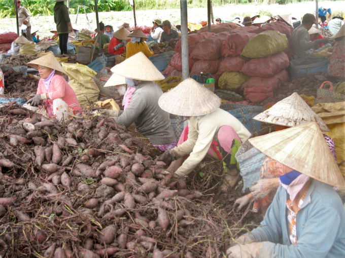 Giá khoai lang tăng cao nhưng nông dân Vĩnh Long không còn nhiều khoai để bán - Ảnh: H.T