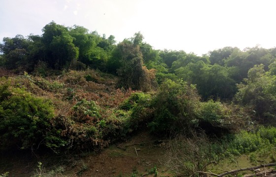 Khu vực rừng phòng hộ bị phá trong khu đất rừng do gia đình ông Kim quản lý, sử dụng