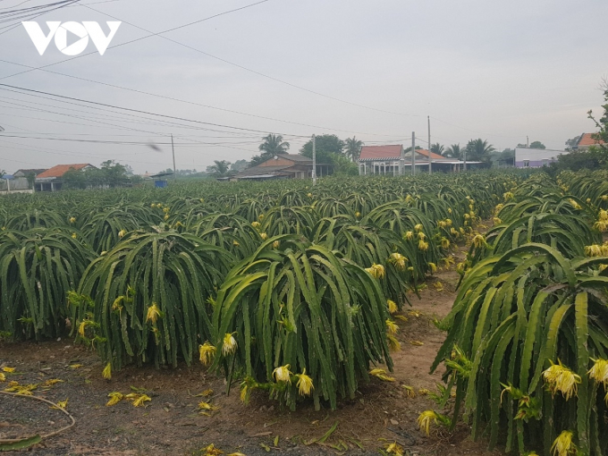 Vườn cây thanh long ở tỉnh Tiền Giang bước vào thu hoạch vụ nghịch với mức giá cao nhất trong năm