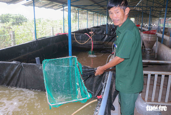 Cựu chiến binh Võ Văn Vũ tiên phong nuôi tôm dưới hệ thống pin năng lượng mặt trời, từ đó có thêm nguồn thu nhập cho gia đình - Ảnh: DUY NGỌC