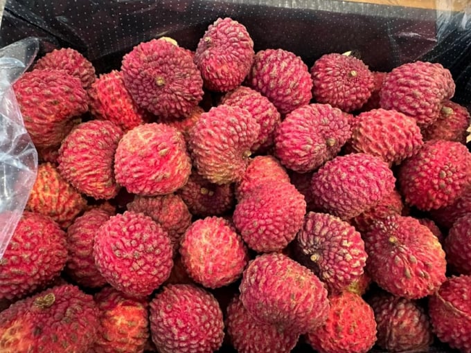 Vải thiều Australia sau khi thu hoạch được tuyển chọn kỹ càng, cắt cuống, có hình thức đồng đều. Ảnh: Thu Trà.