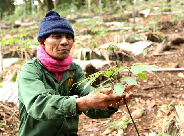 Cây sâm Ngọc Linh ở núi Ngọc Linh (Tu Mơ Rông)