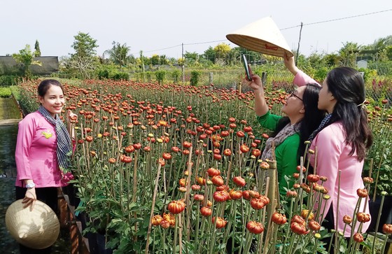 Vườn hoa cúc Hoàng gia của ông Tài lần đầu xuất hiện ở miền Tây, thu hút khách tham quan đến mua và chụp ảnh