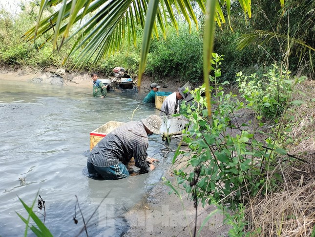 Sau hơn 3 giờ bắt tôm liên tục, chủ vuông thu hoạch được gần 500kg tôm càng xanh. Thương lái đến cân tôm và trả tiền ngay tại vuông. Với giá bán 90.000 đồng/kg, sau khi trừ chi phí đầu tư con giống, chủ vuông thu lãi gần 40 triệu đồng.