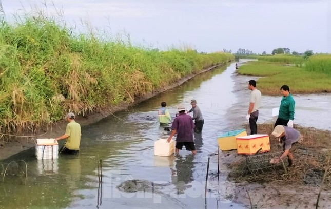 Khoảng 5h30 sáng, dù là ngày Tết, nhưng nhiều người dân trong xóm, họ hàng vẫn tranh thủ thời gian để đến tiếp gia chủ thu hoạch tôm.