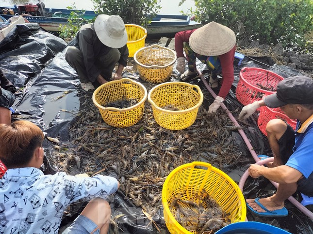 Vuông tôm của ông Dêl có diện tích gần một ha nên chủ vuông phải huy động gần 20 người đến thu hoạch. Trong đó, các nam thanh niên đảm nhiệm vai trò chính xuống vuông bắt tôm, còn phụ nữ có nhiệm vụ ở trên bờ lựa và phân loại tôm.