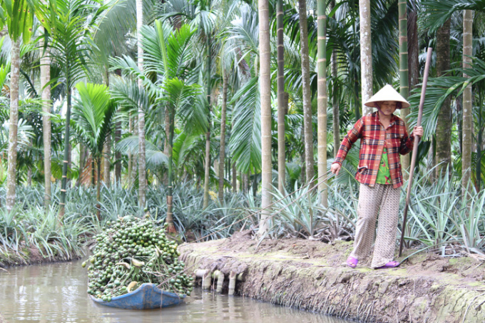 Trồng cau xen với khóm, người dân ở huyện Châu Thành (Kiên Giang) thu về lợi nhuận cao - Ảnh: CHÍ CÔNG