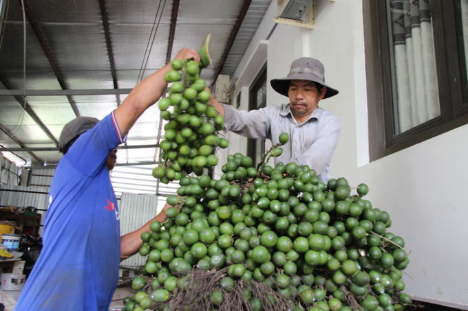 Cau hiện được thương lái mua 10.000 đồng/chục - Ảnh: CHÍ CÔNG