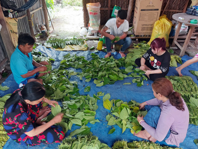 Người dân nhộn nhịp sắp trầu Tết bán cho thương lái - Ảnh: CHÍ CÔNG