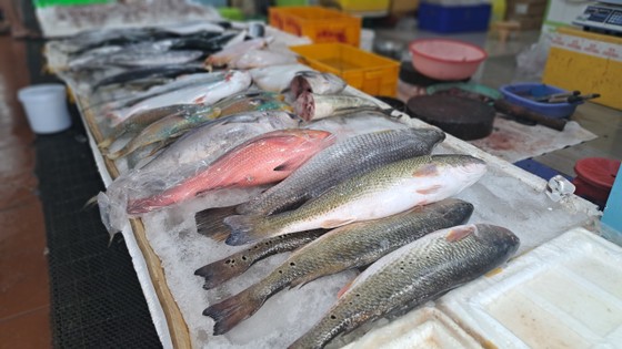 Nhiều loại cá biển tươi sống được bày bán tại chợ Xóm Lưới, phường 2, TP Vũng Tàu