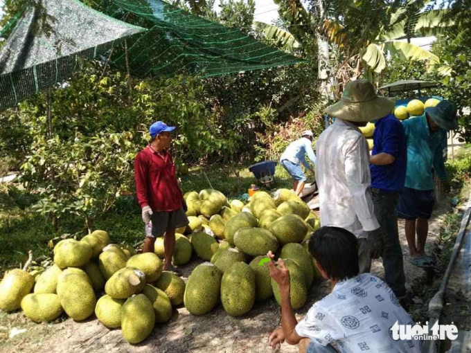 Thương lái thu mua mít tại huyện Tháp Mười, tỉnh Đồng Tháp - Ảnh: ĐẶNG TUYẾT