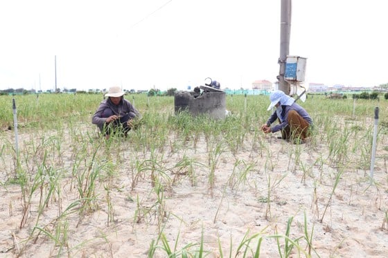 Nông dân huyện đảo Lý Sơn bị mất mùa tỏi nghiêm trọng. Ảnh: H.DANH