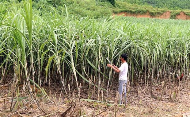 Người dân chăm sóc mía. (Ảnh: Quang Cường/TTXVN)