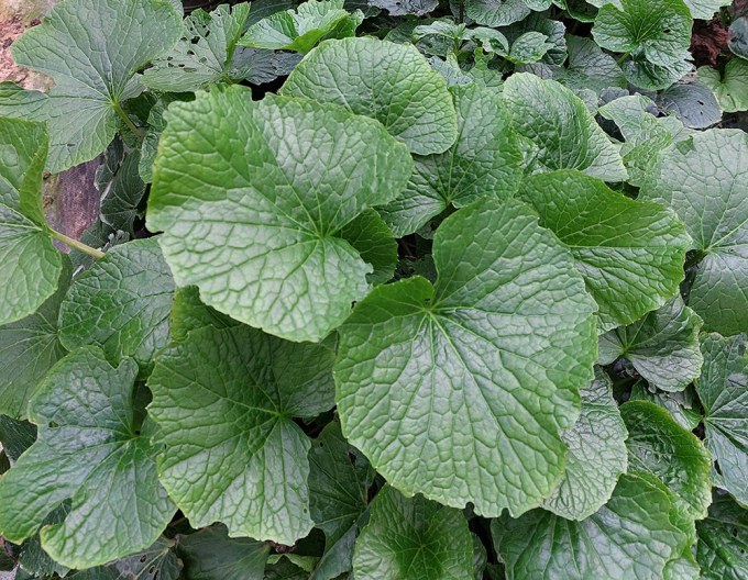 Ngay cả lá cây wasabi cũng có giá tới 200.000 đồng/kg (Ảnh: NVCC)