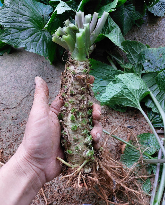 Anh Tuyển đang mở rộng diện tích wasabi để tăng nguồn cung củ ra thị trường (Ảnh: NVCC)