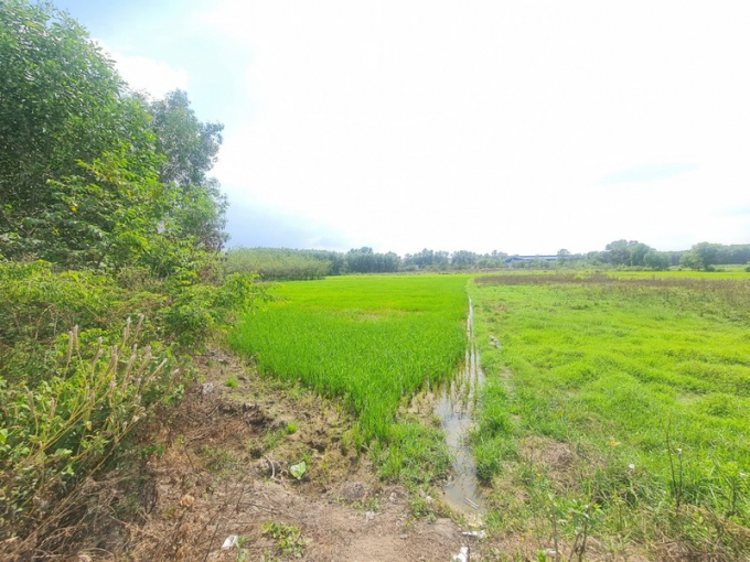 Đối diện với khu đất của ông Đỗ Hữu Hào là khu 'ruộng lúa' của bà Phạm Thị Bảy gồm các thửa 464, thửa 466 , thửa 465 tờ 19 xã Thiện Tân,
