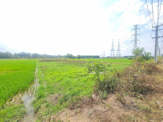 Một con đường giao thông được quy hoạch trên đất đang trồng lúa chỉ đi trong khu đất gồm 3 thửa thuộc sở hữu của bà Phạm Thị Bảy