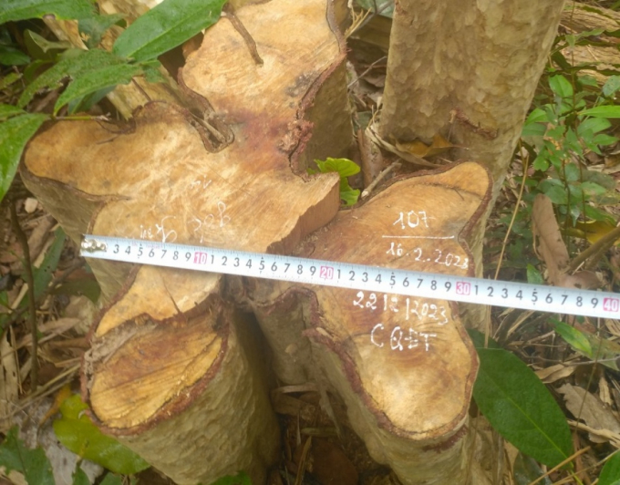 Các cây gỗ bị lâm tặc chặt hạ (ảnh: Kiểm lâm Gia Lai cung cấp)