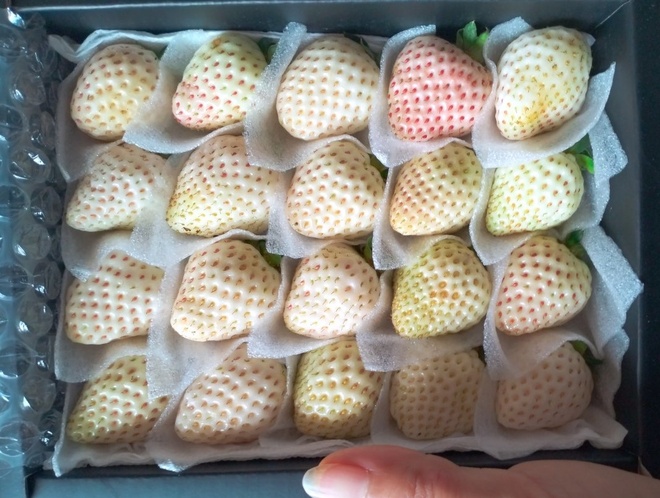 Một hộp dâu Bạch Tuyết loại 20 quả có giá 140.000 đồng. Ảnh: Nguyễn Hường.