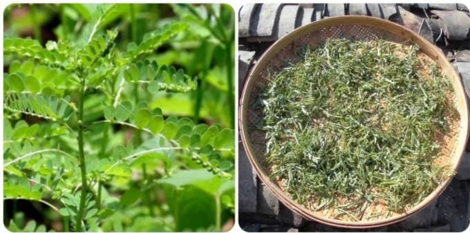 Tác dụng của cây chó đẻ răng cưa