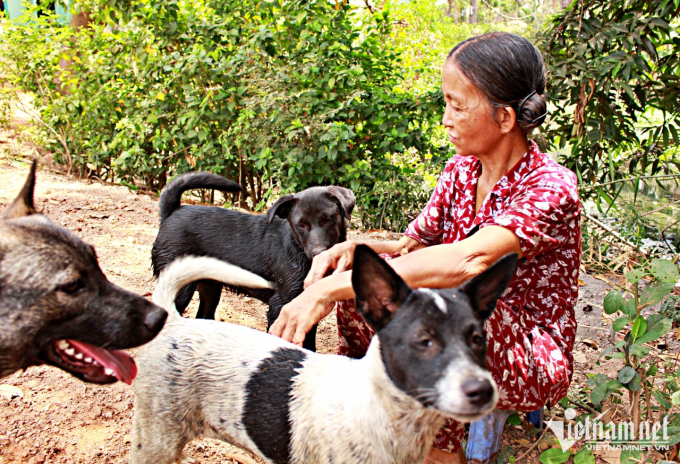 Bà Tuyết cùng những chú chó mà mình đang cưu mang tránh nóng dưới hàng dừa nước trước nhà.