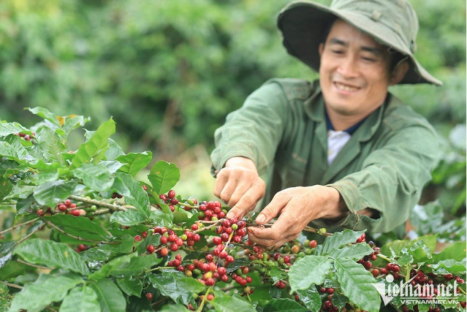 Muốn tăng giá trị và cạnh tranh được trên thị trường, cà phê Việt phải có thương hiệu (Ảnh: Tâm An)
