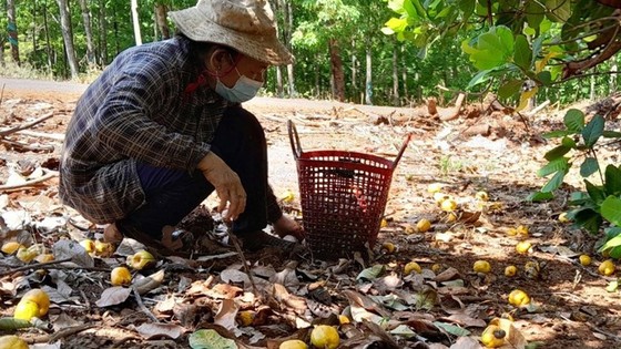 Nông dân ở Bình Phước thu hoạch điều. Ảnh: BÙI LIÊM