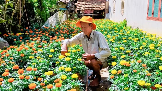 Mô hình thí điểm Trồng cúc vạn thọ của ông Hồ Ngọc Vinh