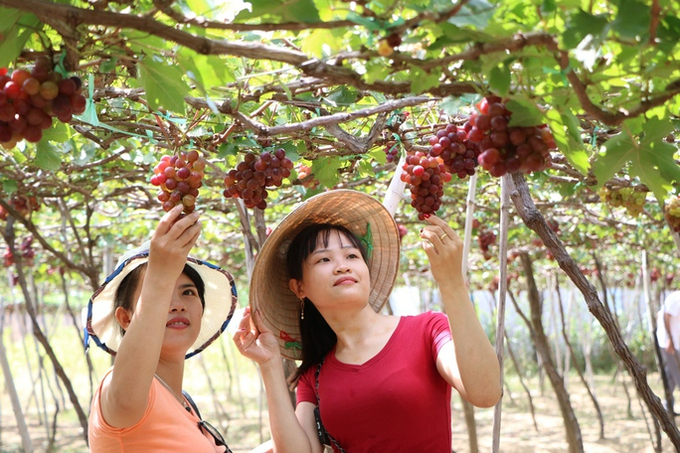 Du khách tham quan một vườn nho tại huyện Ninh Phước, Ninh Thuận. Ảnh: DQ