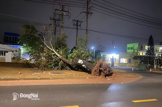 Một cây xanh lớn trên đường Điểu Xiển (P.Long Bình, TP.Biên Hòa) bất ngờ bật gốc đổ thẳng xuống lề đường trong cơn mưa lớn tối 15-4. Ảnh: CTV