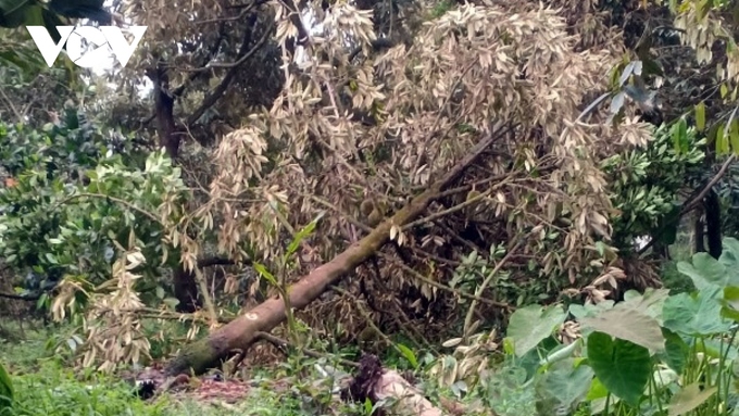 Vườn cây đặc sản tại huyện Cai Lậy bị ngã đổ thiệt hại nặng.