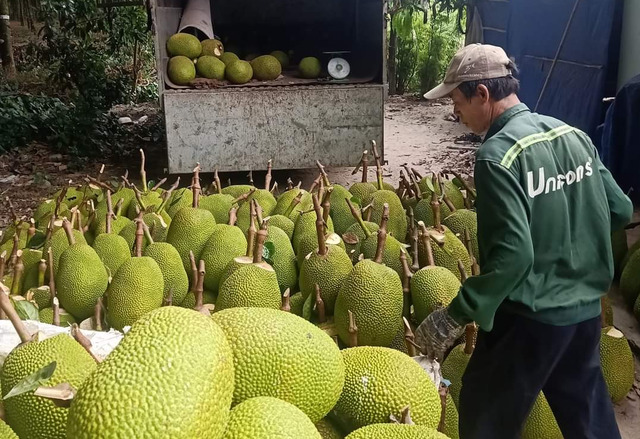 Giá mít Thái đang rớt nhanh do vào mùa mưa, chất lượng giảm sút và nhanh hư ĐINH ĐANG